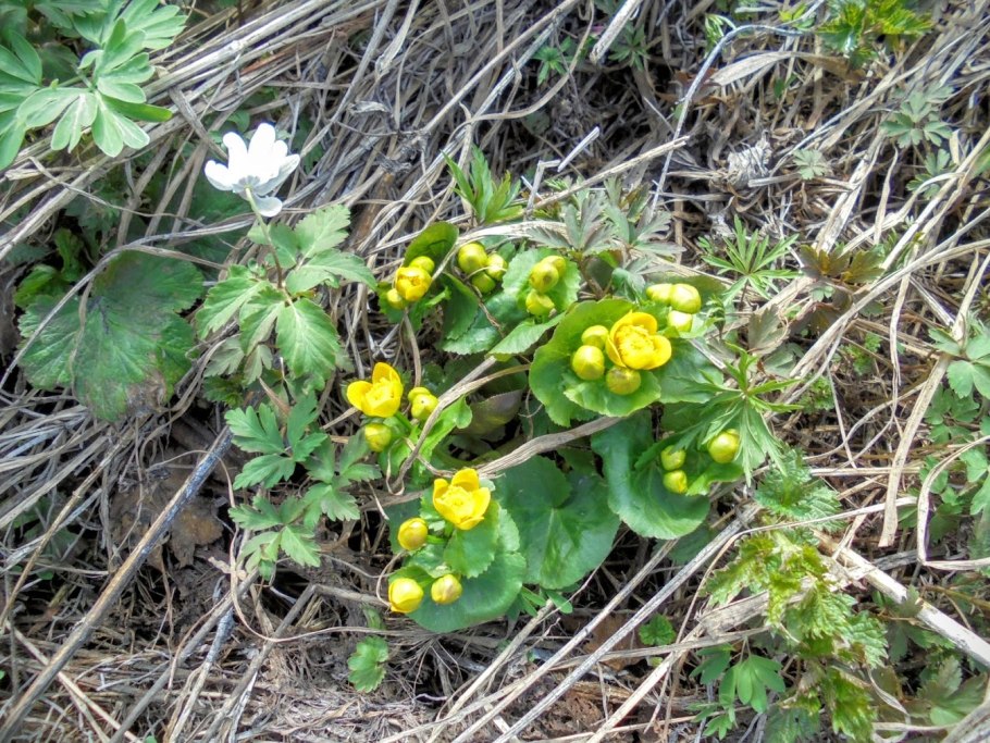 Лютик кашубский - Ranunculus cassubicus