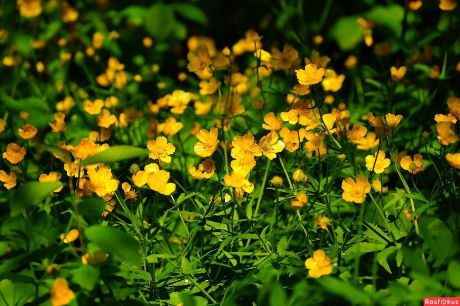 Лютик стоповидный