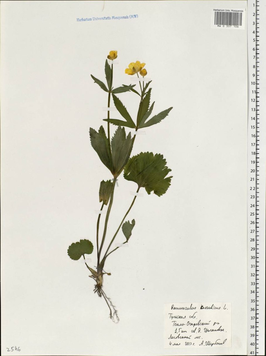 Лютик коротколопастной