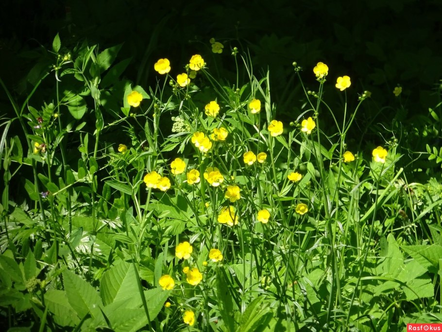 Лютик кашубский листья