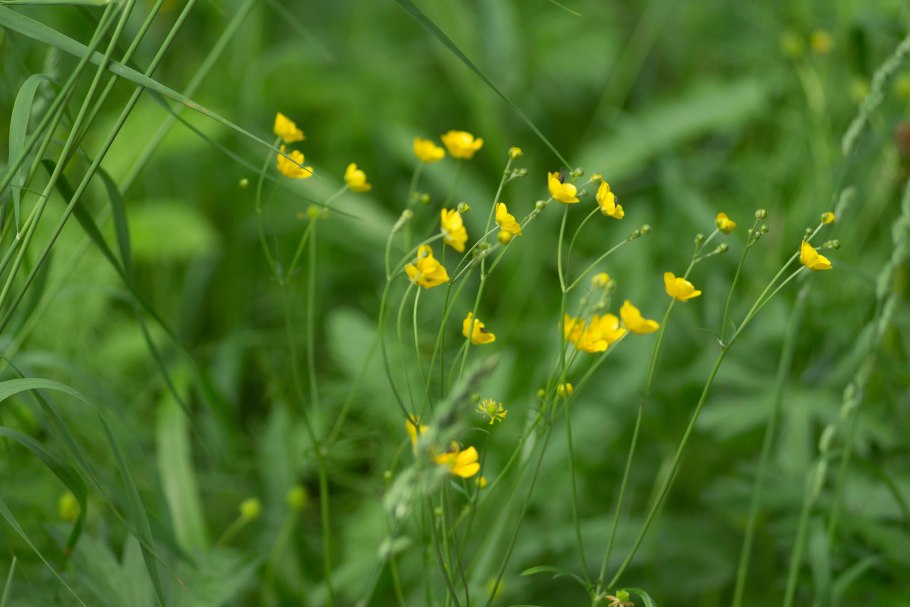 Лютик стоповидный