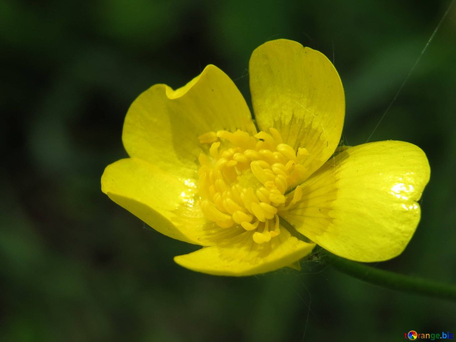 Чистяк весенний ветреница