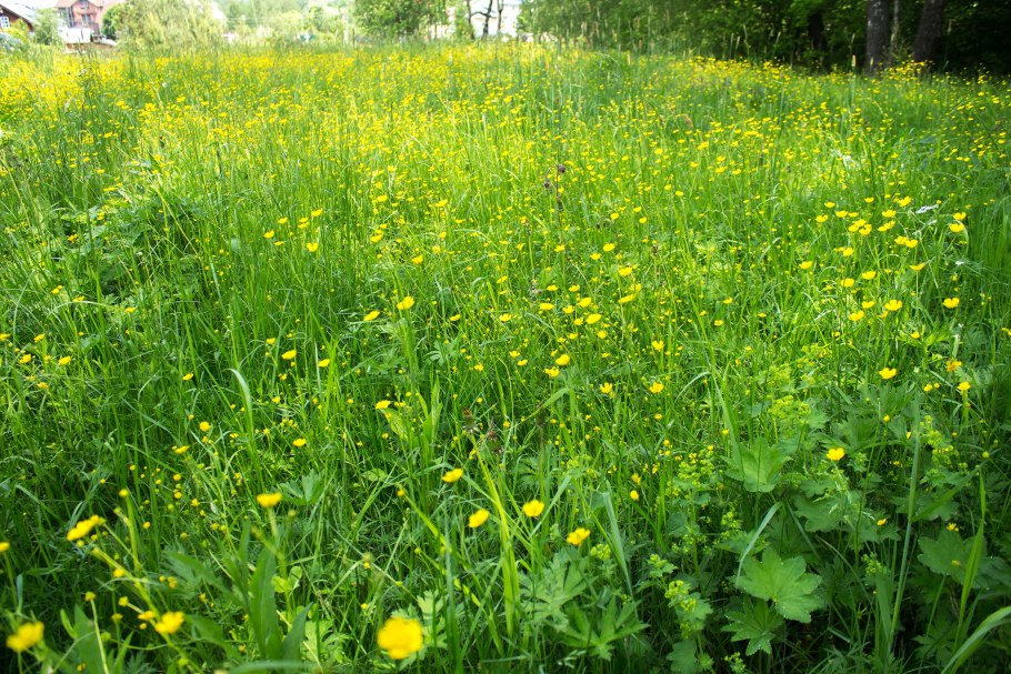 Лютик стоповидный