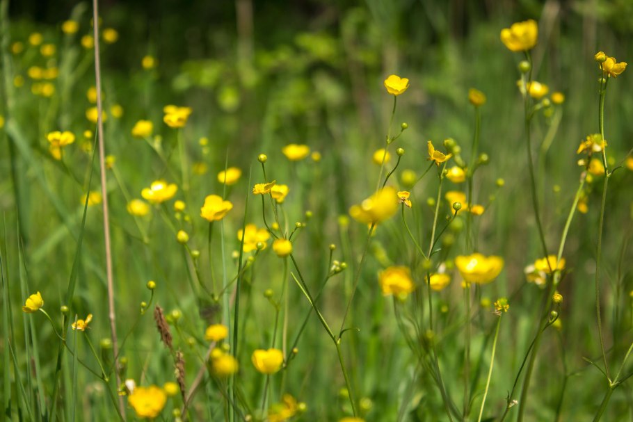 Кукуруза Лютик