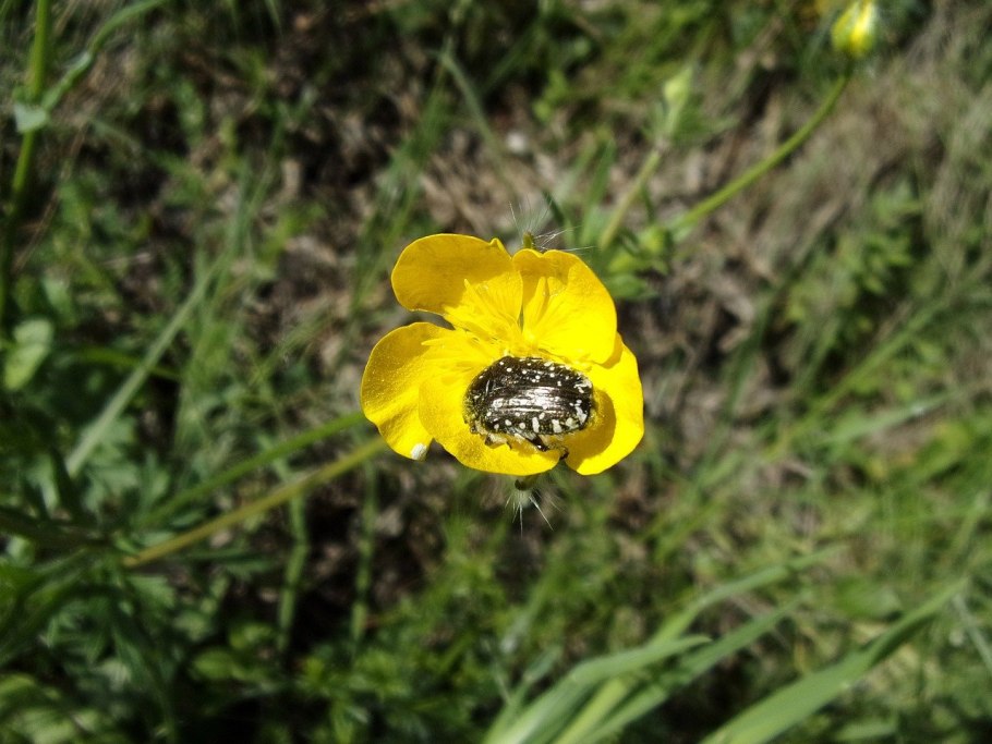 Лютик кашубский Лютик едкий