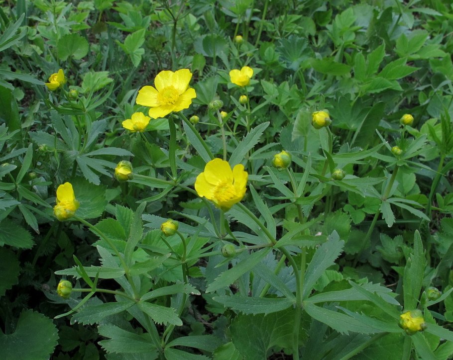 Лютик кашубский семена