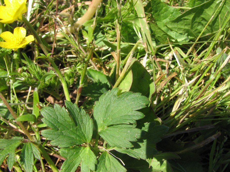 Лютик ползучий стебель