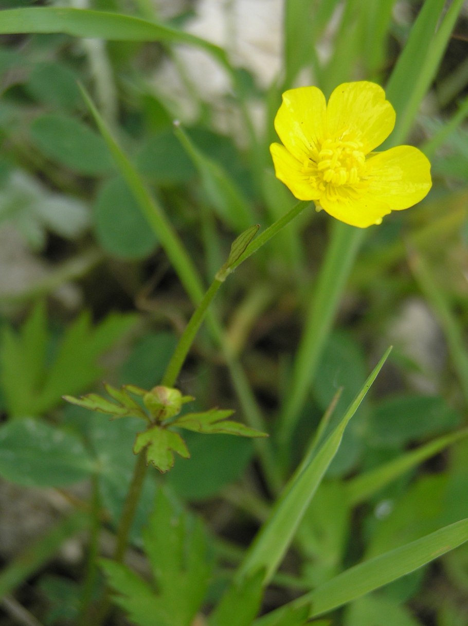 Чистяк весенний ветреница лютичная
