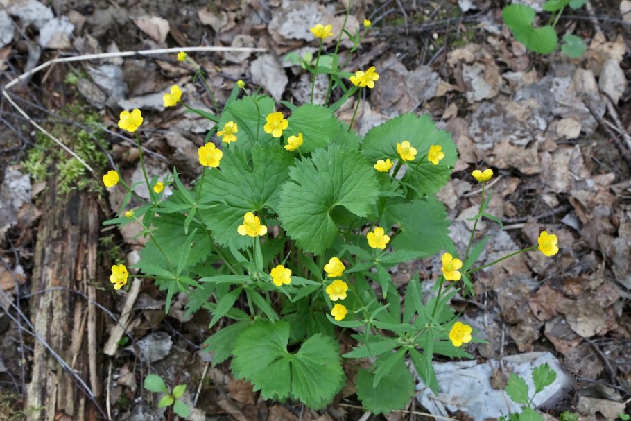 Ranunculus cassubicus