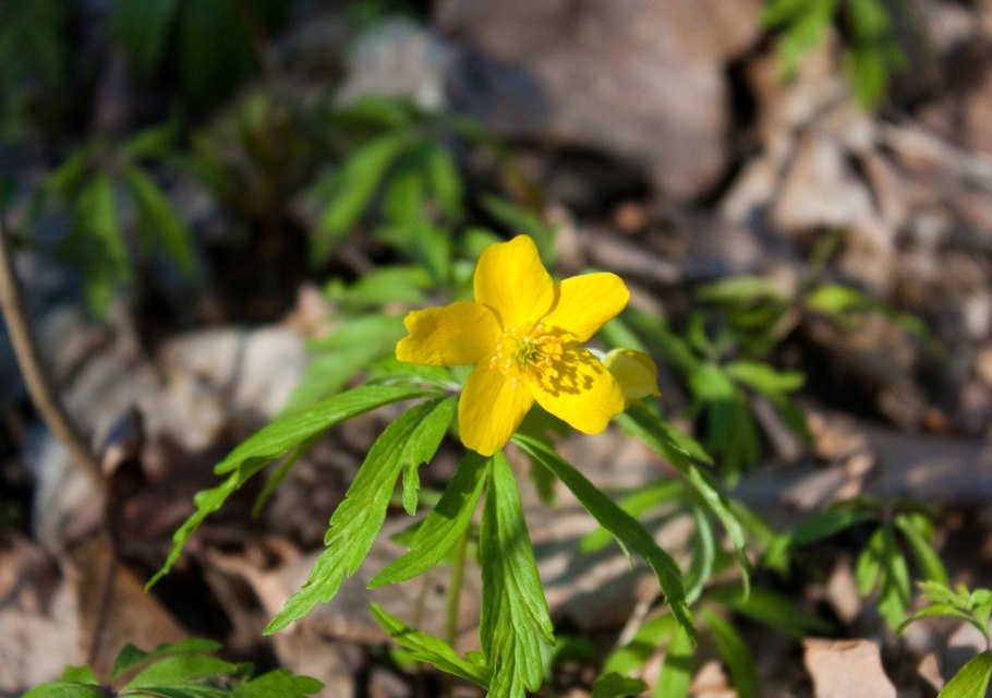 Лютик кашубский Царицыно