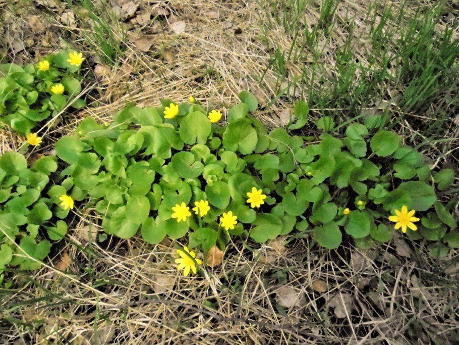 Лютик Саянский