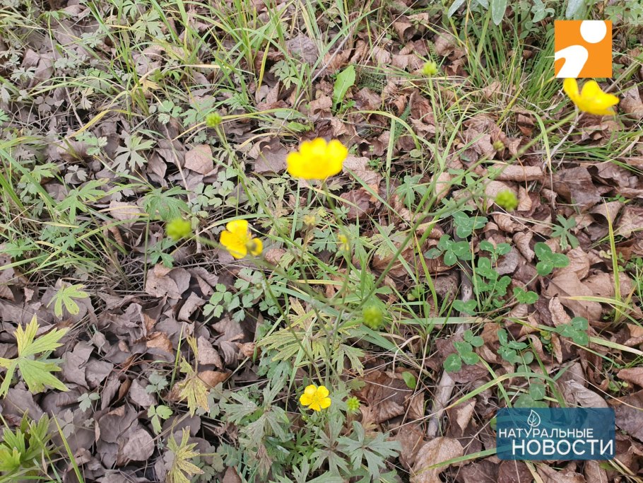 Лютик кашубский - Ranunculus cassubicus