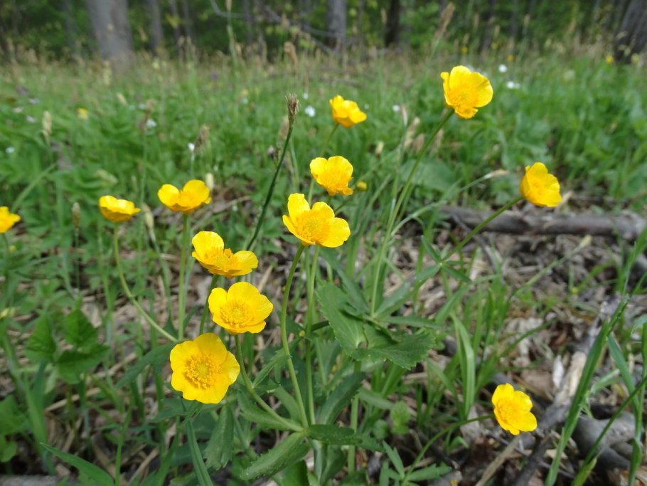 Лютик кашубский - Ranunculus cassubicus