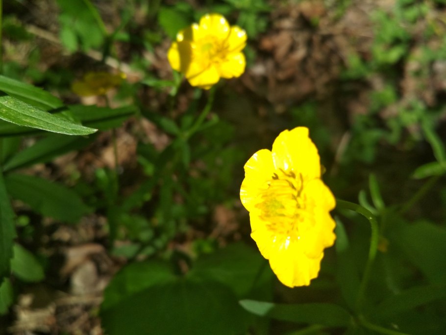 Лютик вид сверху бутон