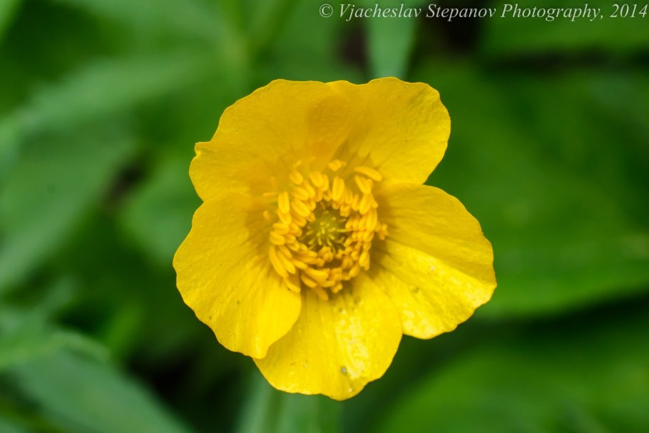 Лютик кашубский - Ranunculus cassubicus