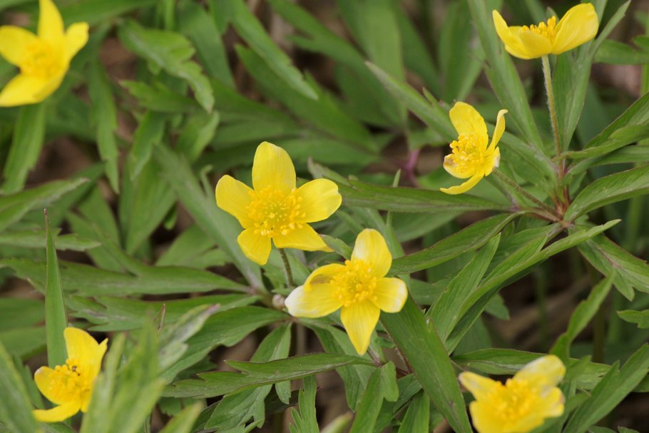 Ranunculus cassubicus