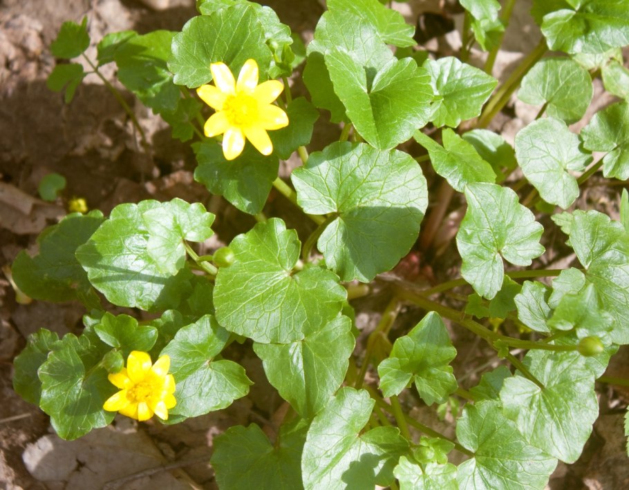 Поселок Лютик