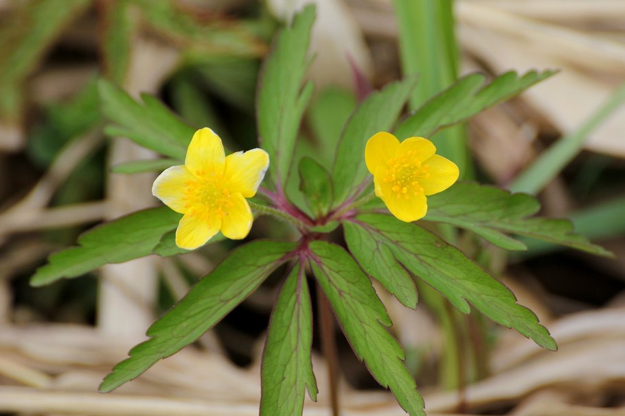 Лютик кашубский Лютик едкий