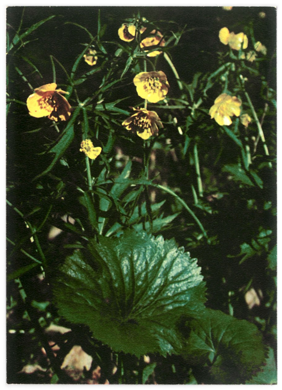 Гетерофиллия Лютика кашубского