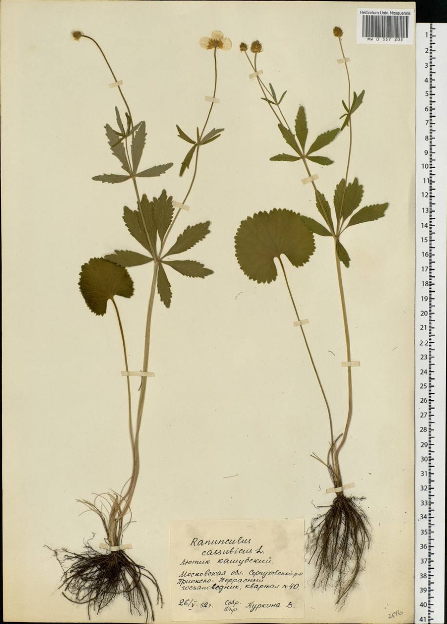 Лютик кашубский гербарий