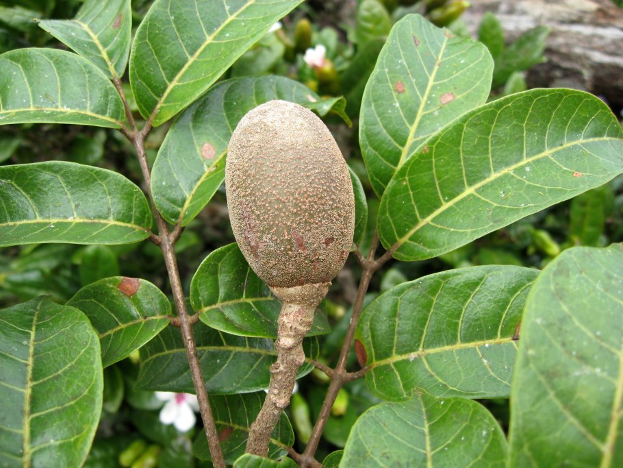 Канариум индийский