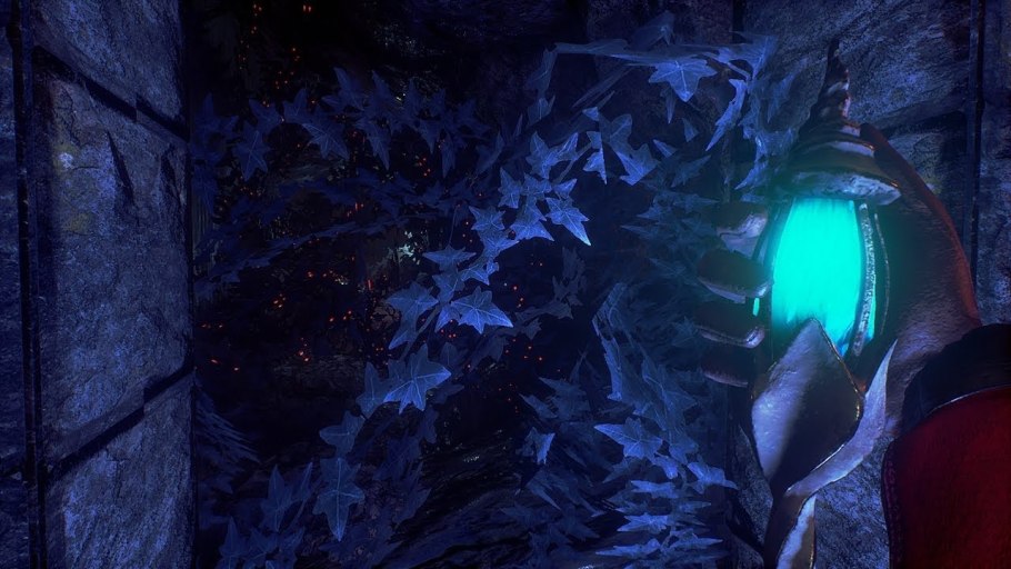 Элеми растение