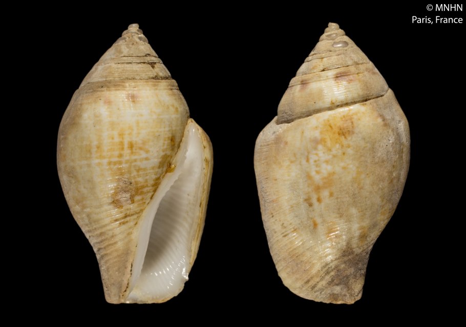 Канариум индийский