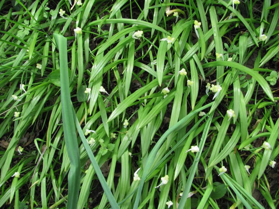 Хальяр трава