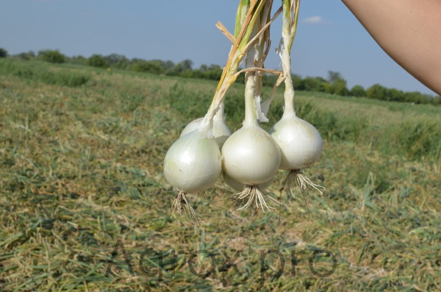 Зеленый лук Валенсия