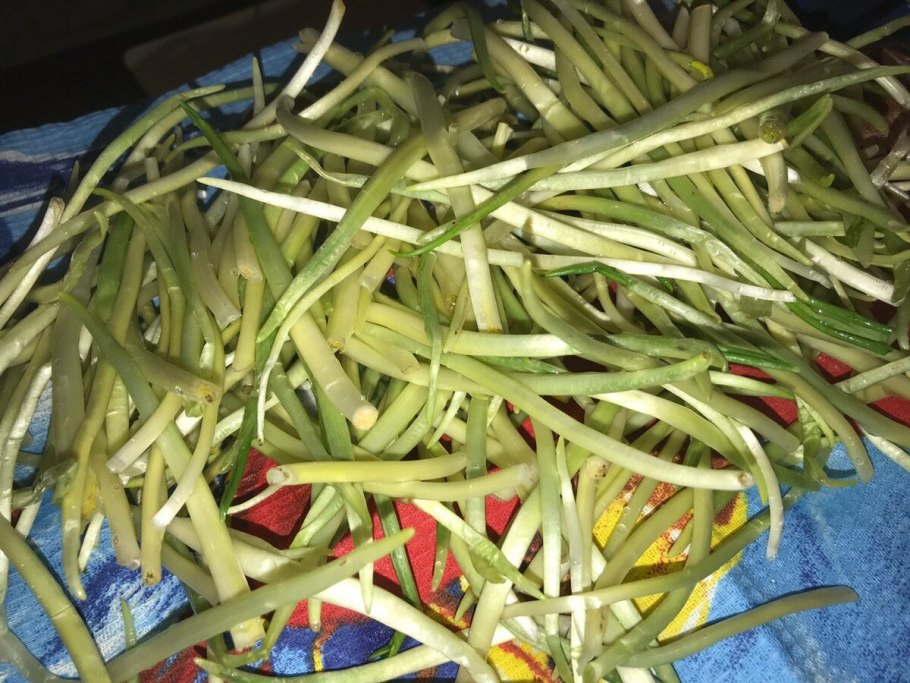 Черемша осетинская