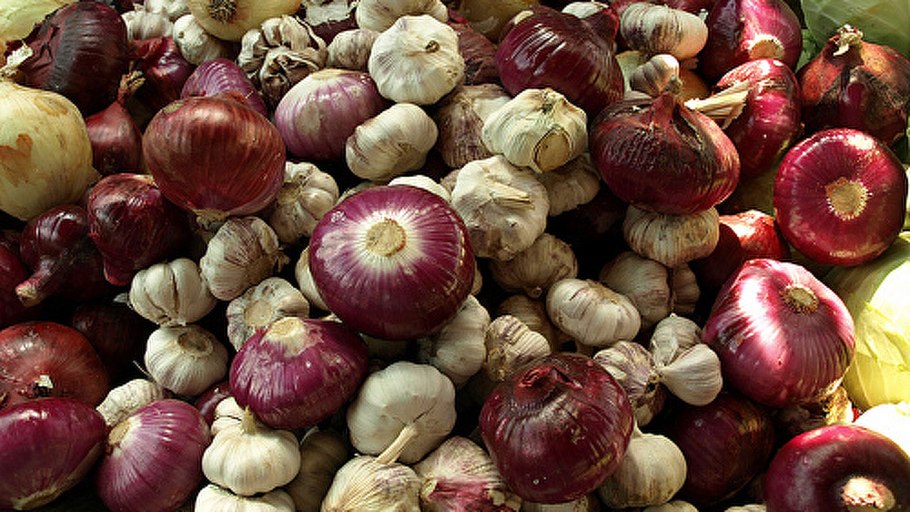 Лук Алтайский Альвес