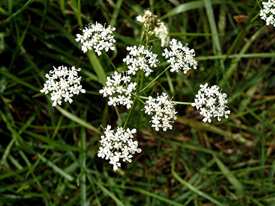 Тмин мутовчатый