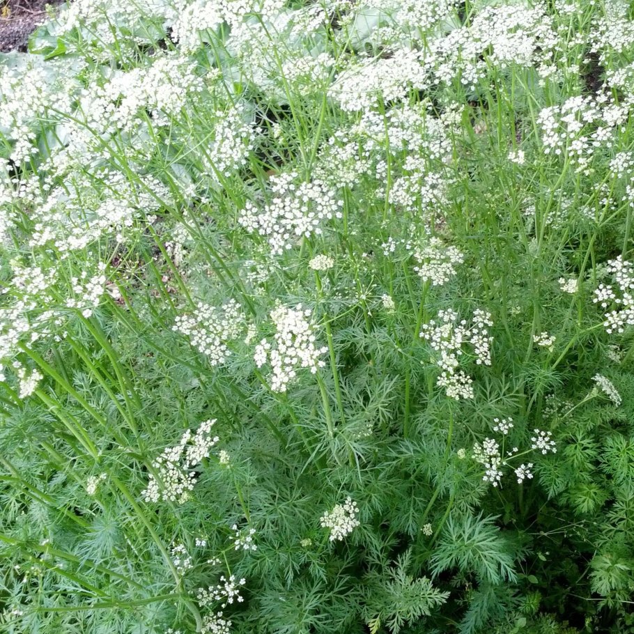 Шикакай мыльные орехи