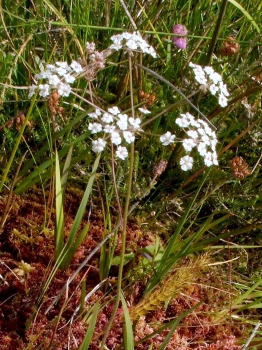 Black cumin Seed Oil