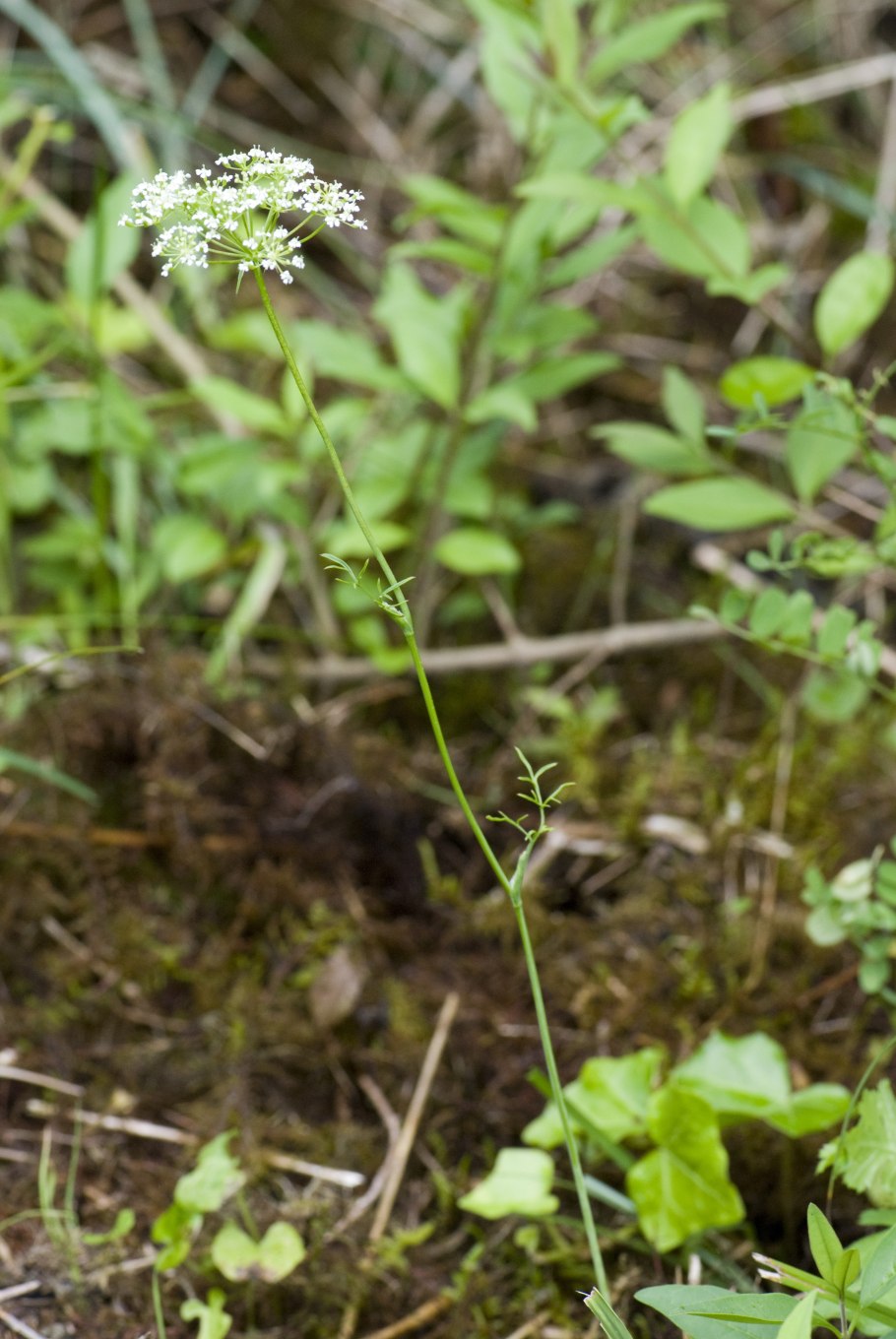 Bunium bulbocastanum