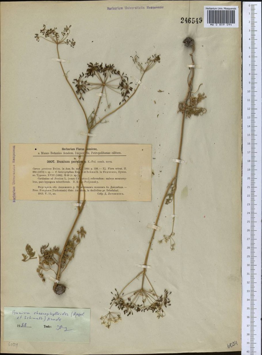 Кохия цветок рисунок