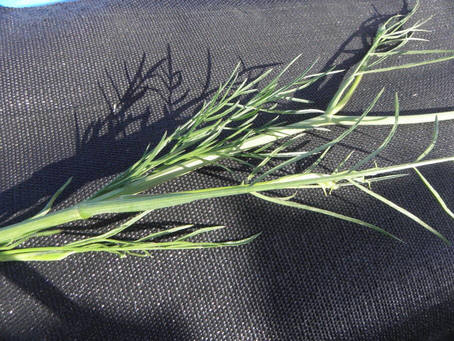 ГОВЗИРА (Bunium chaerophylloides).