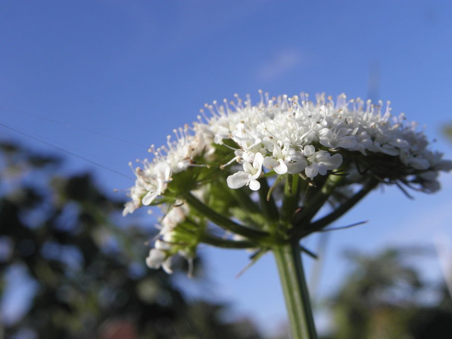 Зира черная