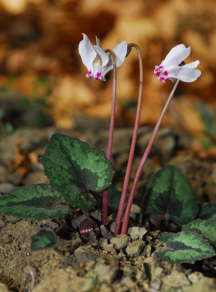 Цикламен на Кипре