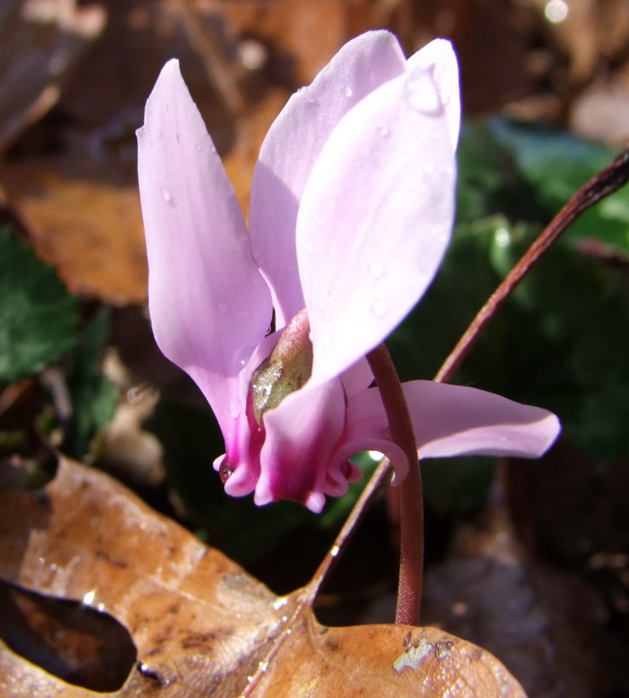 Цикламен Неаполитанский