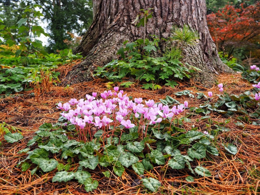 Цикламен Европейский белый