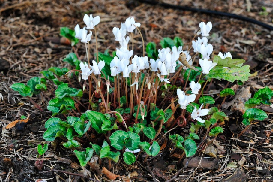 Цикламен кавказский