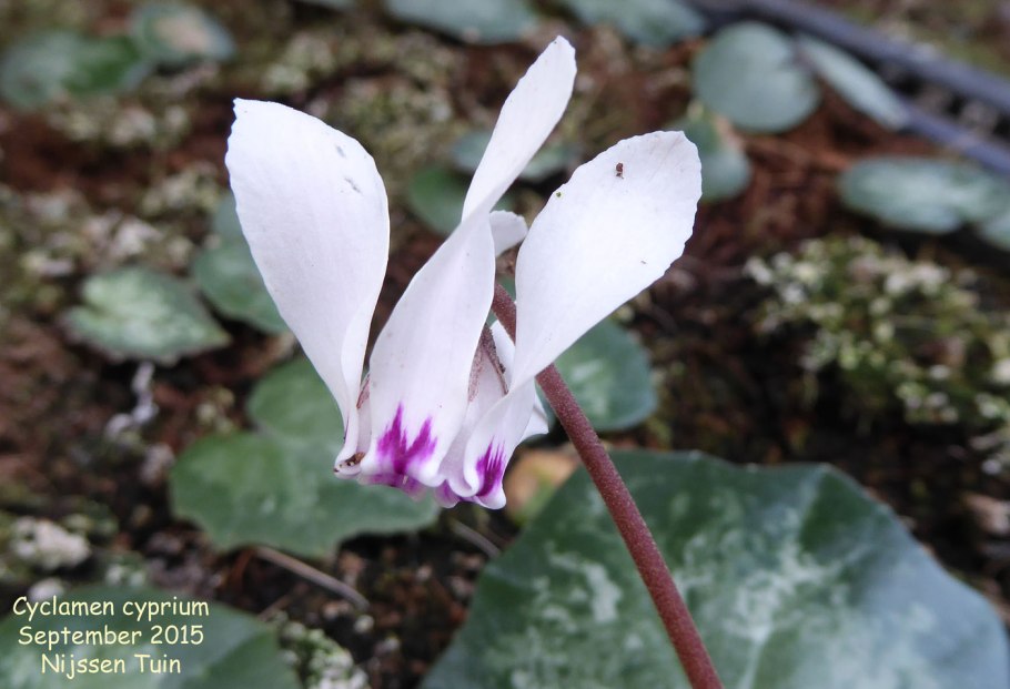 Цикламен цветок Лесной