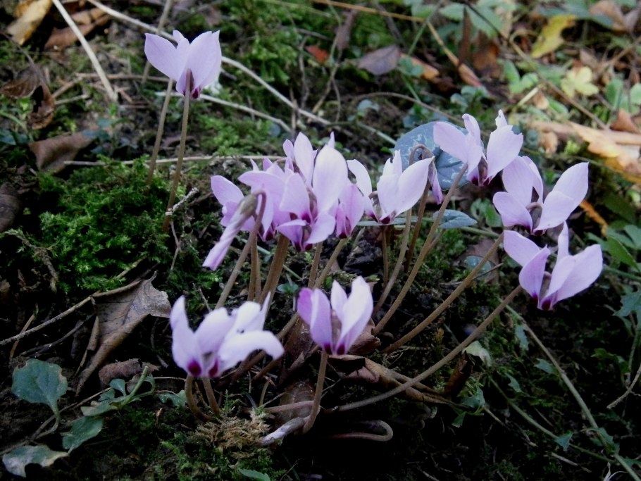 Cyclamen colchicum