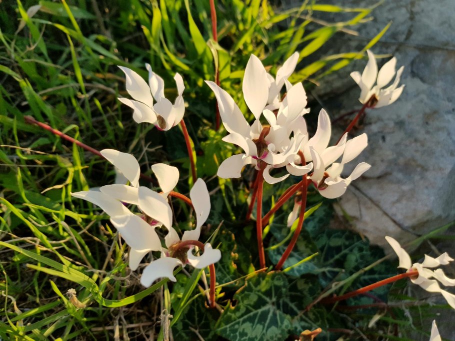 Цикламен дряква Альпийская фиалка