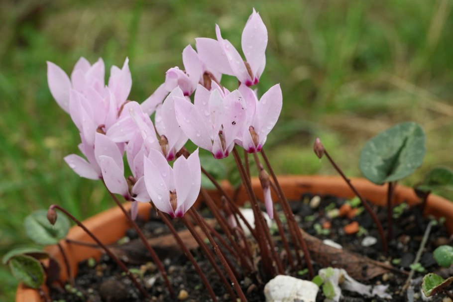 Цикламен персидский