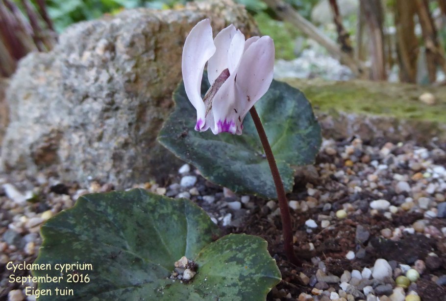 Цикламен Киликийский