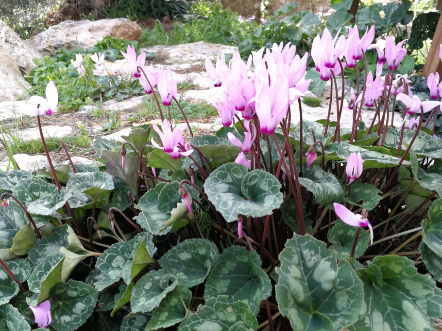 Выставка цикламенов