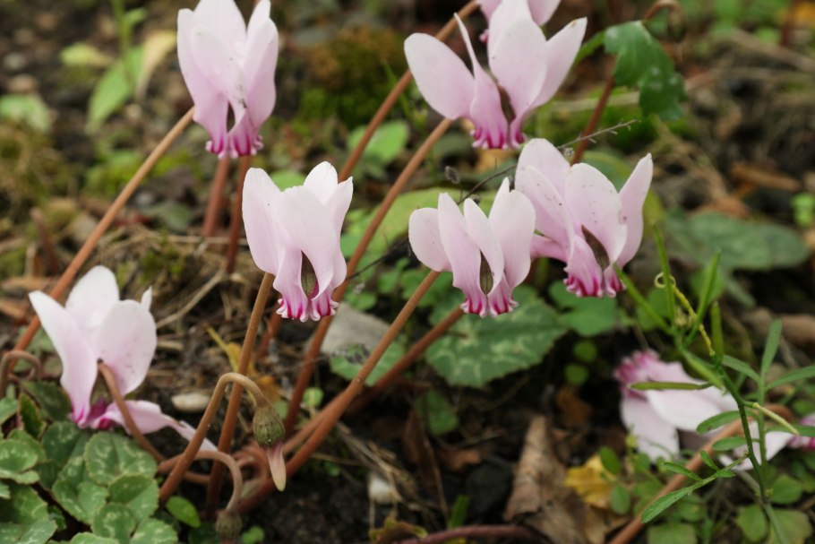 Цикламен wellensiekii