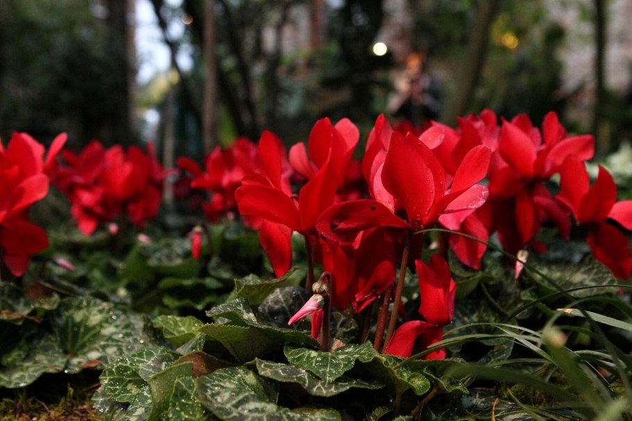 Цикламен hederifolium